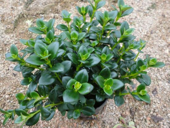 金鱼吊兰如何繁殖,扦插繁殖最简单