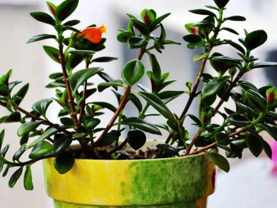 金鱼吊兰如何繁殖,扦插繁殖最简单