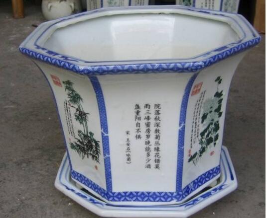 金鱼吊兰如何繁殖,扦插繁殖最简单