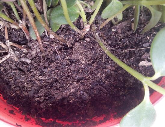 金鱼吊兰如何繁殖,扦插繁殖最简单