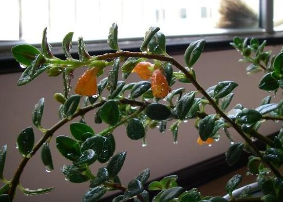 金鱼吊兰如何繁殖,扦插繁殖最简单