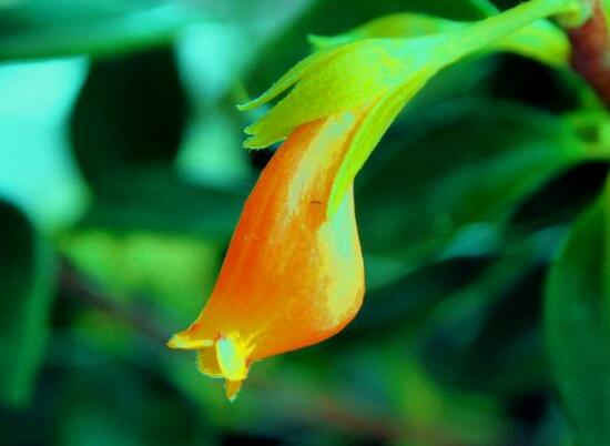 金鱼吊兰如何繁殖,扦插繁殖最简单