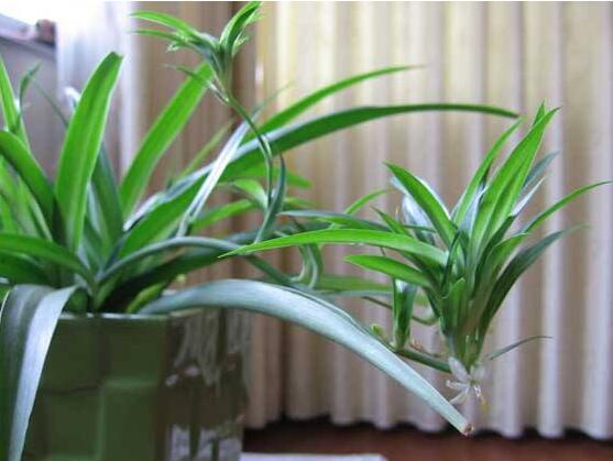 家里为何不能养吊兰,家中养吊兰夫妻不和是真的吗(假的)