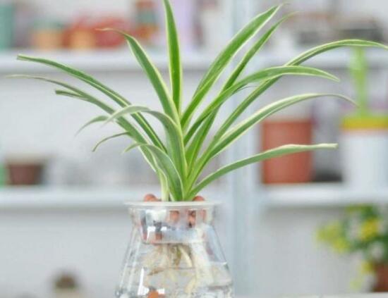 家里为何不能养吊兰,家中养吊兰夫妻不和是真的吗(假的)