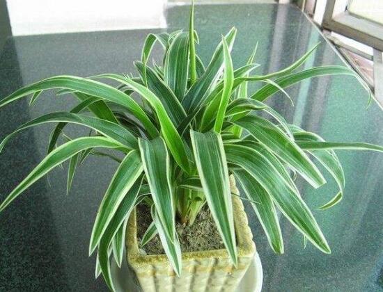 家里为何不能养吊兰,家中养吊兰夫妻不和是真的吗(假的)