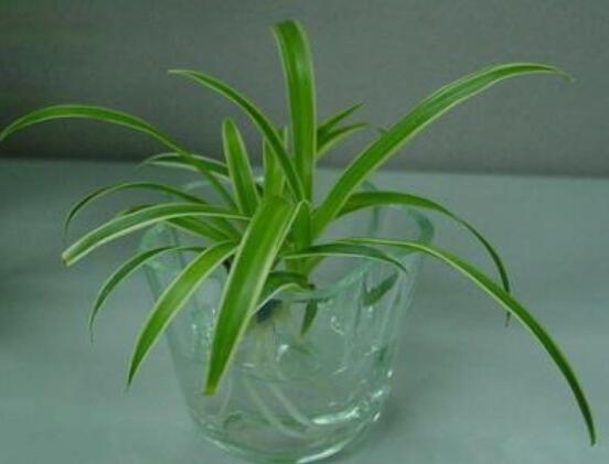 家里为何不能养吊兰,家中养吊兰夫妻不和是真的吗(假的)