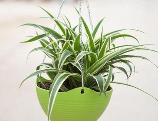 家里为何不能养吊兰,家中养吊兰夫妻不和是真的吗(假的)