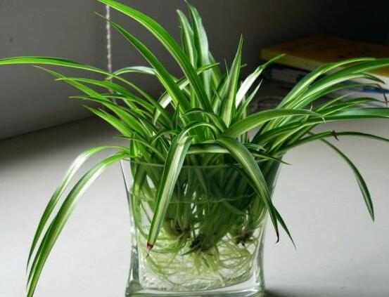 家里为何不能养吊兰,家中养吊兰夫妻不和是真的吗(假的)