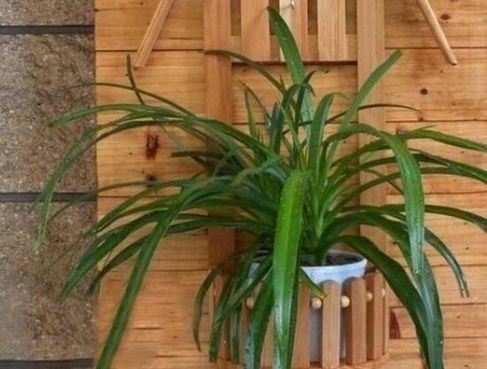 家里为何不能养吊兰,家中养吊兰夫妻不和是真的吗(假的)