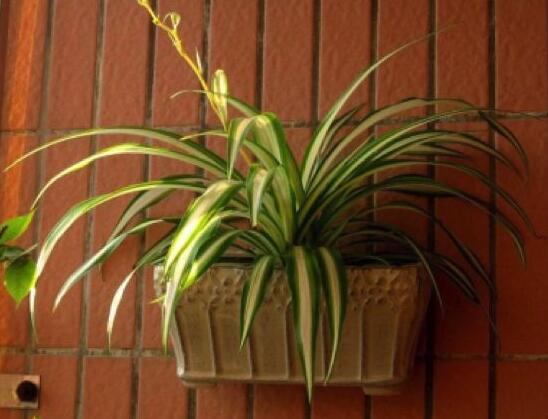 吊兰放客厅风水好吗,家里养吊兰好不好(旺室解煞)