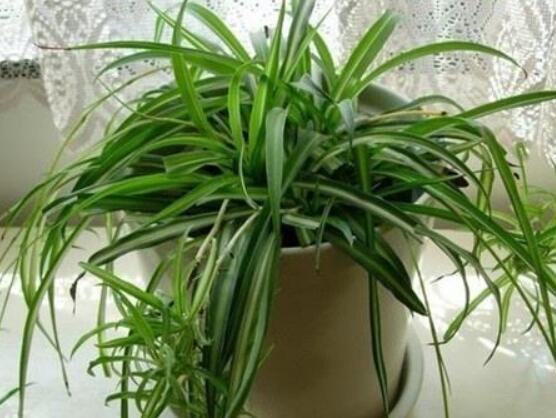 吊兰放客厅风水好吗,家里养吊兰好不好(旺室解煞)
