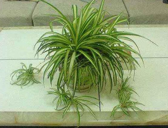 吊兰放客厅风水好吗,家里养吊兰好不好(旺室解煞)
