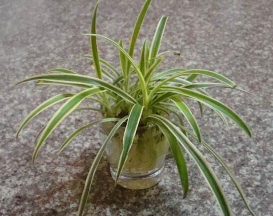 吊兰放客厅风水好吗,家里养吊兰好不好(旺室解煞)