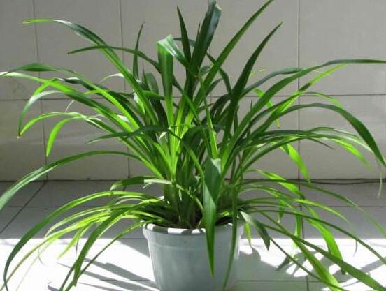 吊兰放客厅风水好吗,家里养吊兰好不好(旺室解煞)