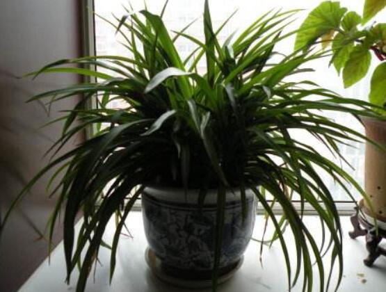 吊兰放客厅风水好吗,家里养吊兰好不好(旺室解煞)