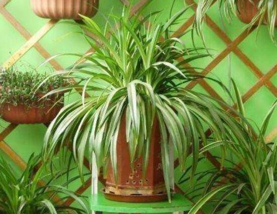 吊兰放客厅风水好吗,家里养吊兰好不好(旺室解煞)