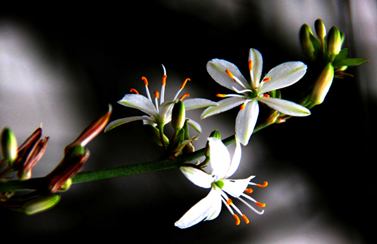 养花技巧|让吊兰开花不断的养殖办法