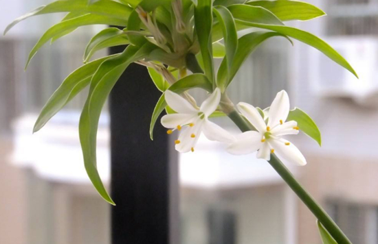 养花技巧|让吊兰开花不断的养殖办法