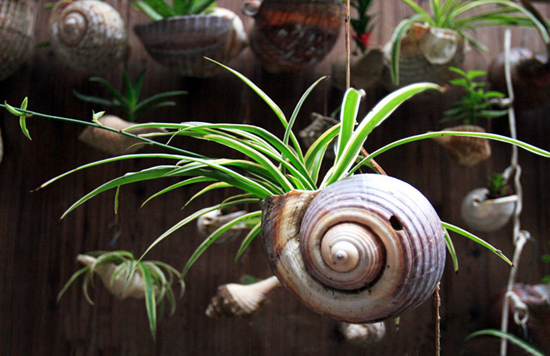 养花技巧|让吊兰开花不断的养殖办法