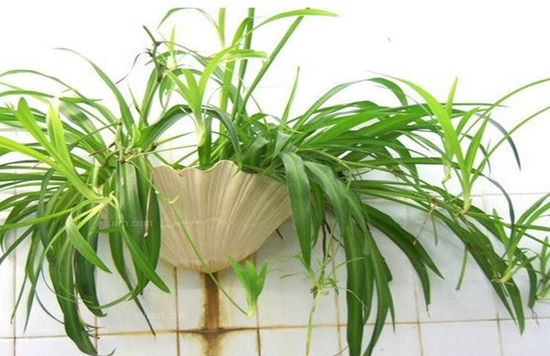 养花技巧|让吊兰开花不断的养殖办法