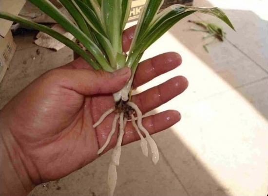 水培吊兰养护办法：不要向叶子喷水，一旦喷了水，叶子很容易萎蔫脱落