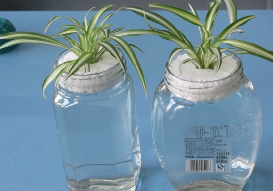 水培吊兰养护办法：不要向叶子喷水，一旦喷了水，叶子很容易萎蔫脱落