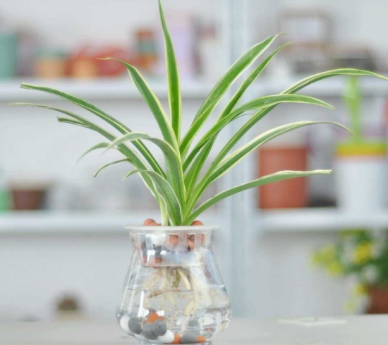 水培吊兰养护办法：不要向叶子喷水，一旦喷了水，叶子很容易萎蔫脱落