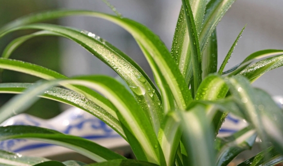 吊兰夏季如何养：留意浇水、断肥避强光