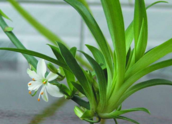 吊兰夏季如何养：留意浇水、断肥避强光