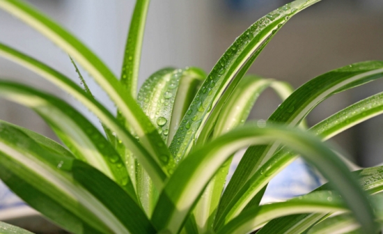 吊兰叶子发黄常见原因分析：浇水阳光施肥三要素