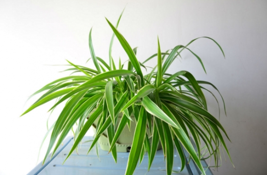 吊兰夏季如何养：土培和水培有差异