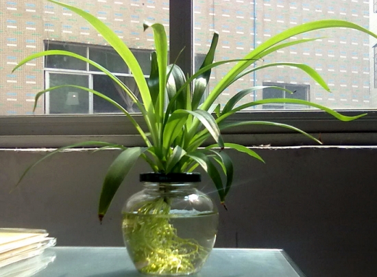 吊兰夏季如何养：土培和水培有差异