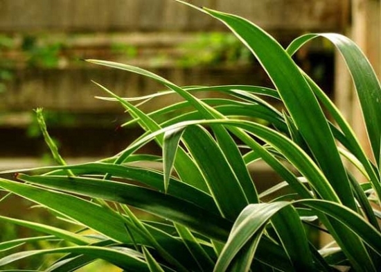 吊兰如何养会使叶子变宽：给予最理想的生长环境吊兰叶子才会长的宽