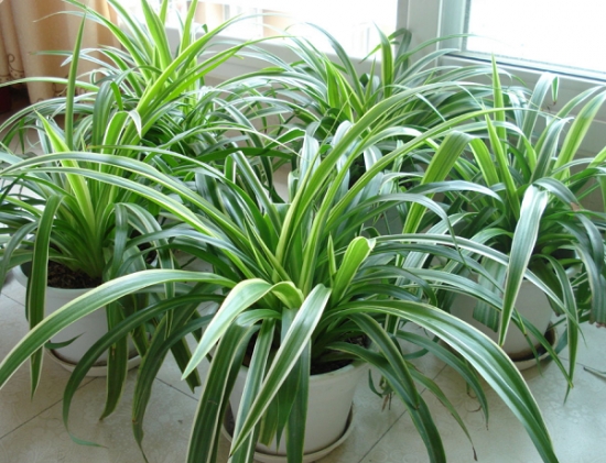 吊兰如何养会使叶子变宽：给予最理想的生长环境吊兰叶子才会长的宽