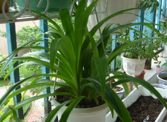 吊兰的种类：种类介绍附图片及养护要点