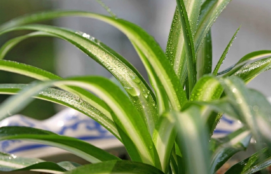 吊兰的种类：种类介绍附图片及养护要点