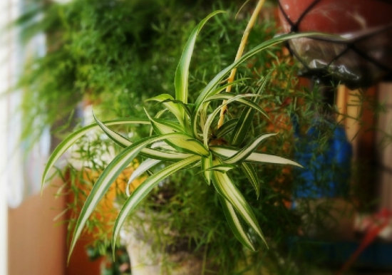 吊兰的种类：种类介绍附图片及养护要点