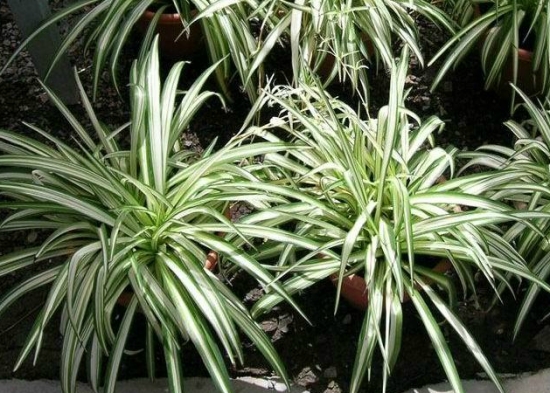 吊兰的种类：种类介绍附图片及养护要点