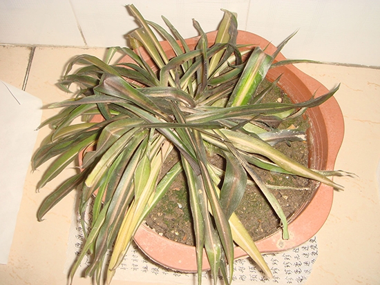 吊兰冻伤如何处理：把盆栽转移至温暖地带静养