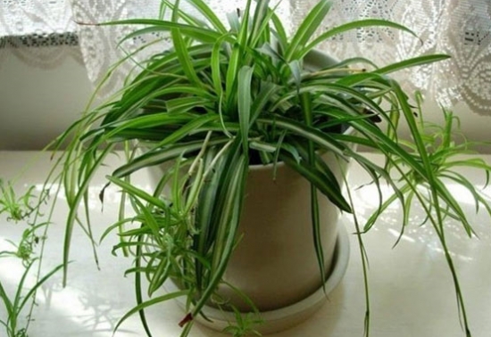 如何养吊兰会长得更快：学会控制光照和浇水是关键