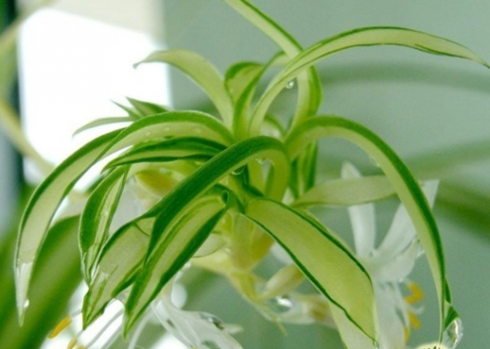 如何养吊兰会长得更快：学会控制光照和浇水是关键