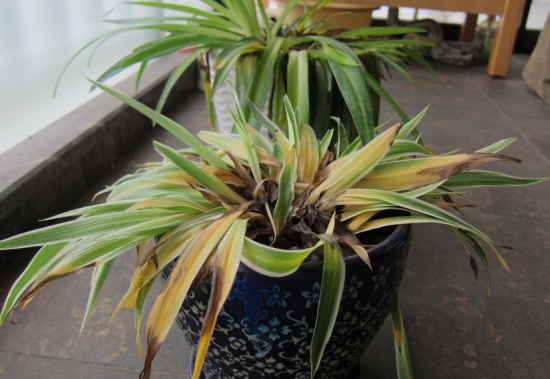 吊兰叶子发黄如何办：发黄的原因及处理办法