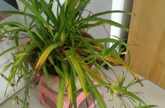 吊兰叶子发黄如何办：发黄的原因及处理办法