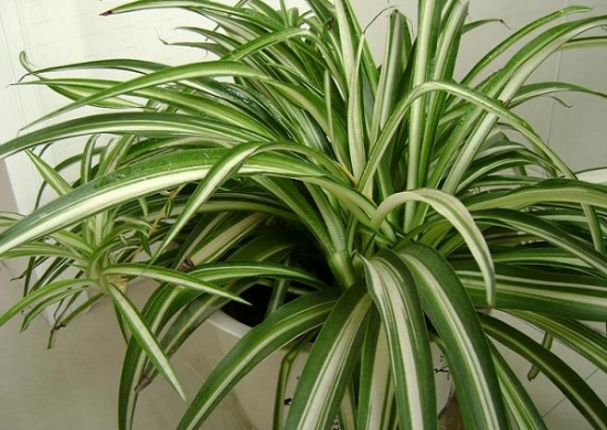 吊兰叶尖发黄原因分析