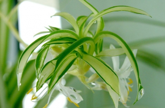 美丽的吊兰花 吊兰花期:三天左右凋谢