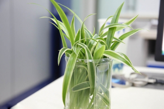 水栽吊兰欣赏图片 吊兰图片附介绍:相册的图片免费下载