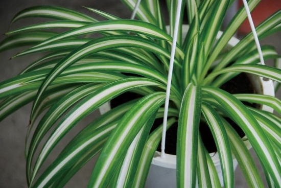 精致的吊兰图片 吊兰图片附介绍:相册的图片免费下载