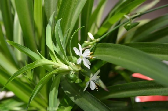 小巧的吊兰花图片 吊兰图片附介绍:相册的图片免费下载