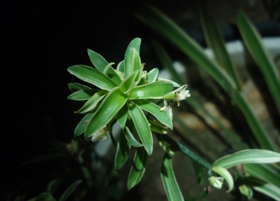 精致的吊兰欣赏图片 吊兰图片附介绍:相册的图片免费下载