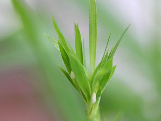 小巧的吊兰欣赏图图片 吊兰图片附介绍:相册的图片免费下载